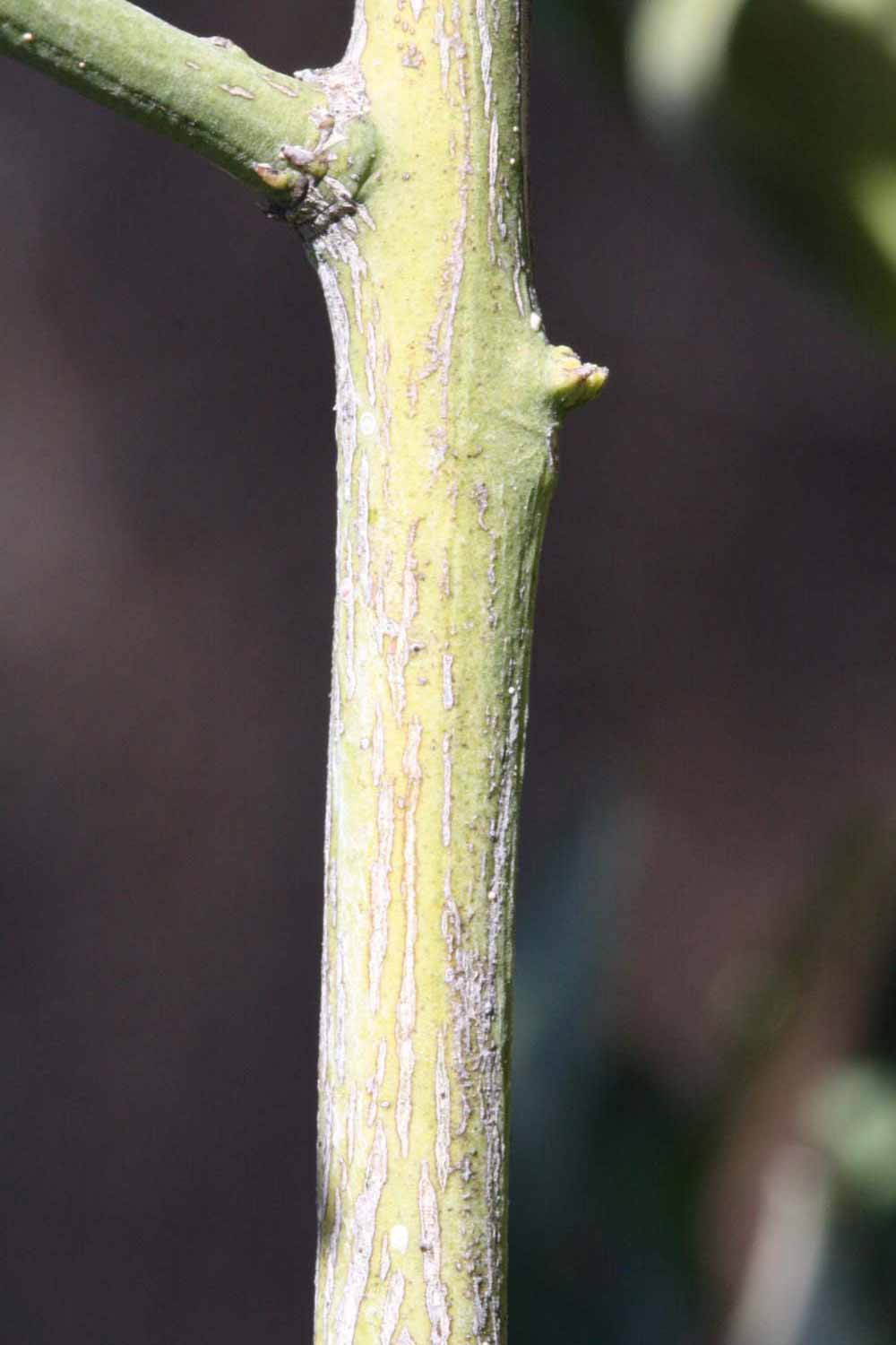              Second - third year twig (Riverside, CA)       